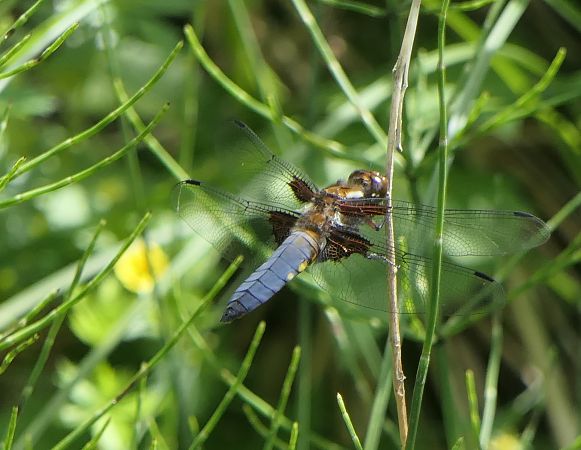 Libellula depressa  - Fabio Angeli