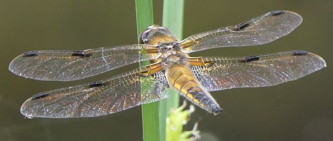 Libellula quadrimaculata  - Fabio Angeli