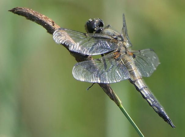 Libellula quadrimaculata  - Fabio Angeli