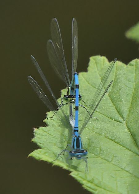 Coenagrion puella  - Fabio Angeli