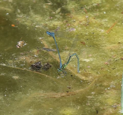 Coenagrion puella  - Fabio Angeli