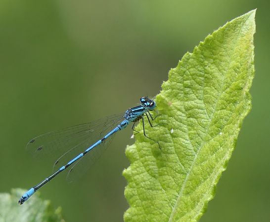 Coenagrion puella  - Fabio Angeli