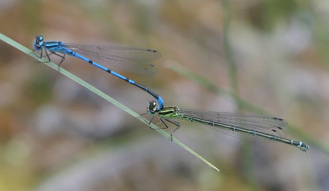 Coenagrion puella  - Fabio Angeli