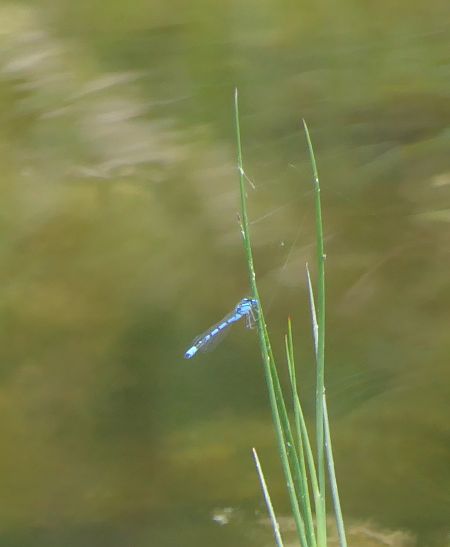 Enallagma cyathigerum  - Fabio Angeli