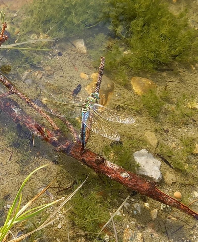 Anax imperator  - Fabio Angeli