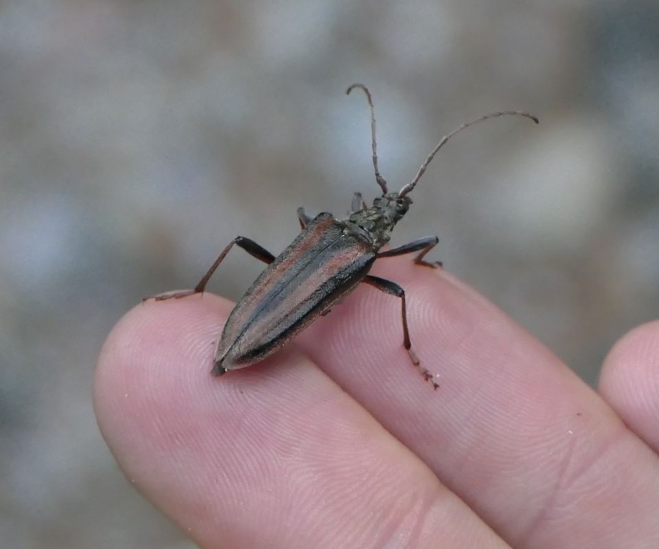 Coleoptera sp.  - Fabio Angeli