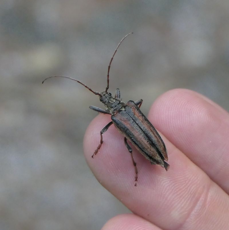 Coleoptera sp.  - Fabio Angeli