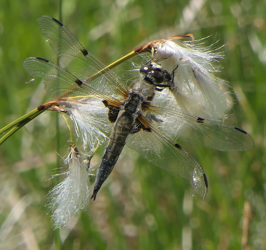 Libellula quadrimaculata  - Fabio Angeli