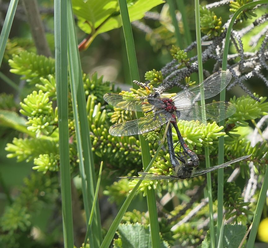 Leucorrhinia dubia  - Fabio Angeli