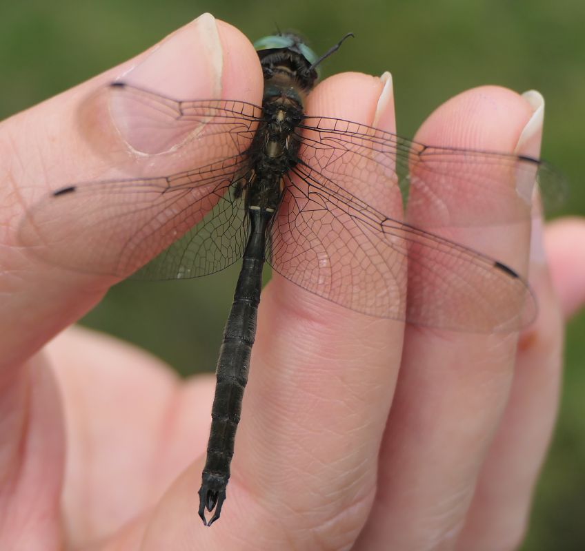 Somatochlora alpestris  - Fabio Angeli