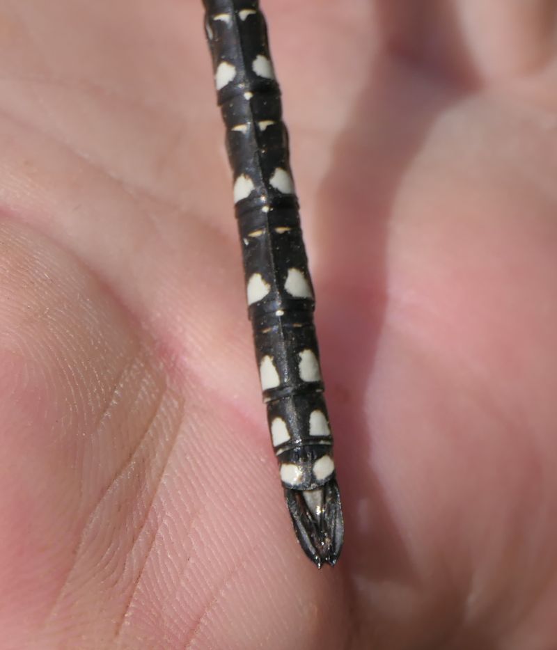 Aeshna juncea  - Fabio Angeli