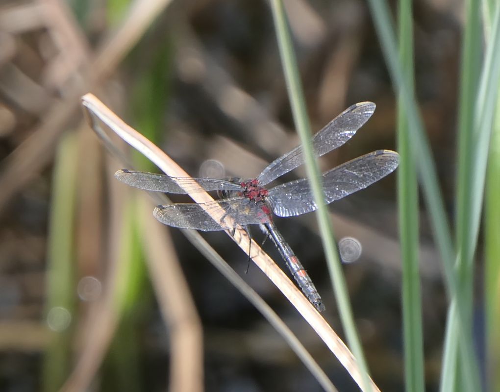 Leucorrhinia dubia  - Fabio Angeli