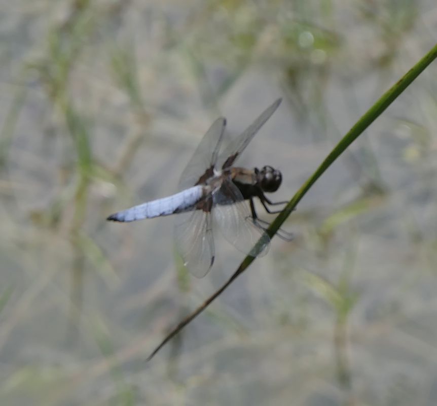 Libellula depressa  - Fabio Angeli