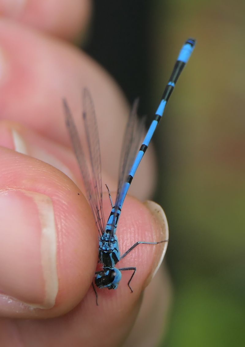 Coenagrion puella  - Fabio Angeli