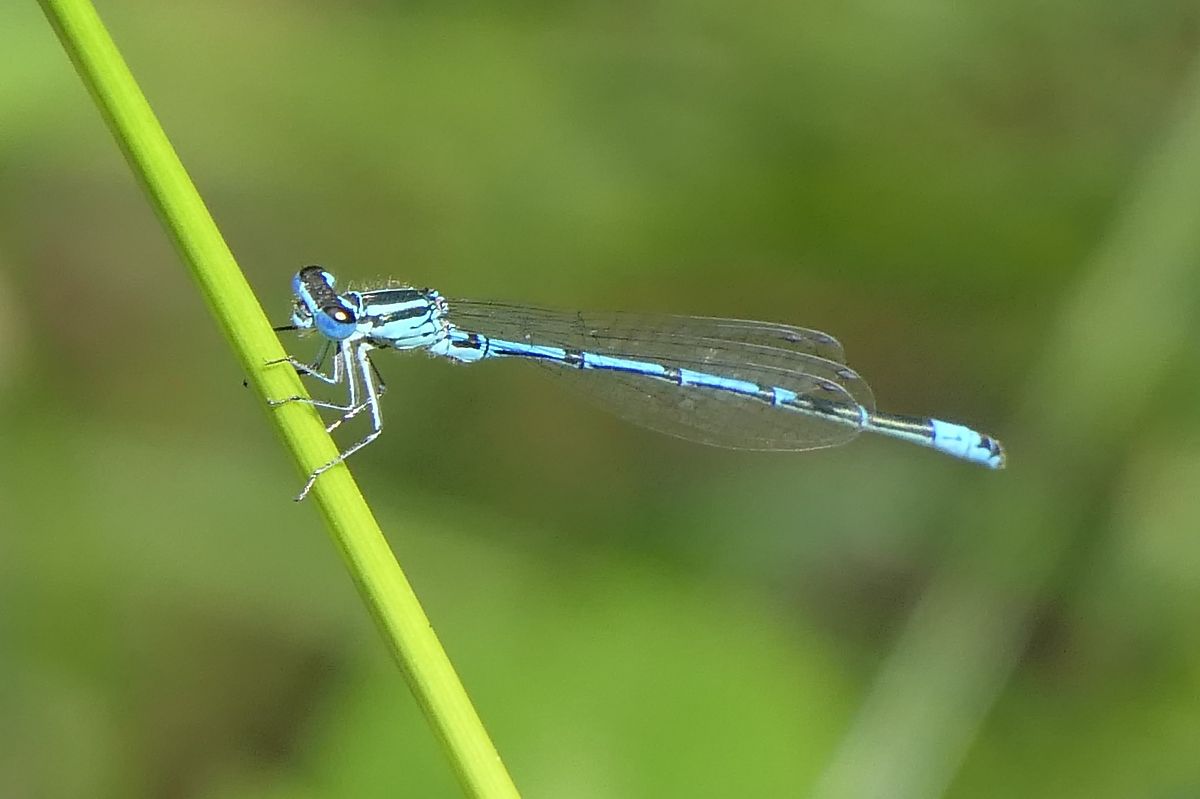 Agrion jouvencelle  - Fabio Angeli