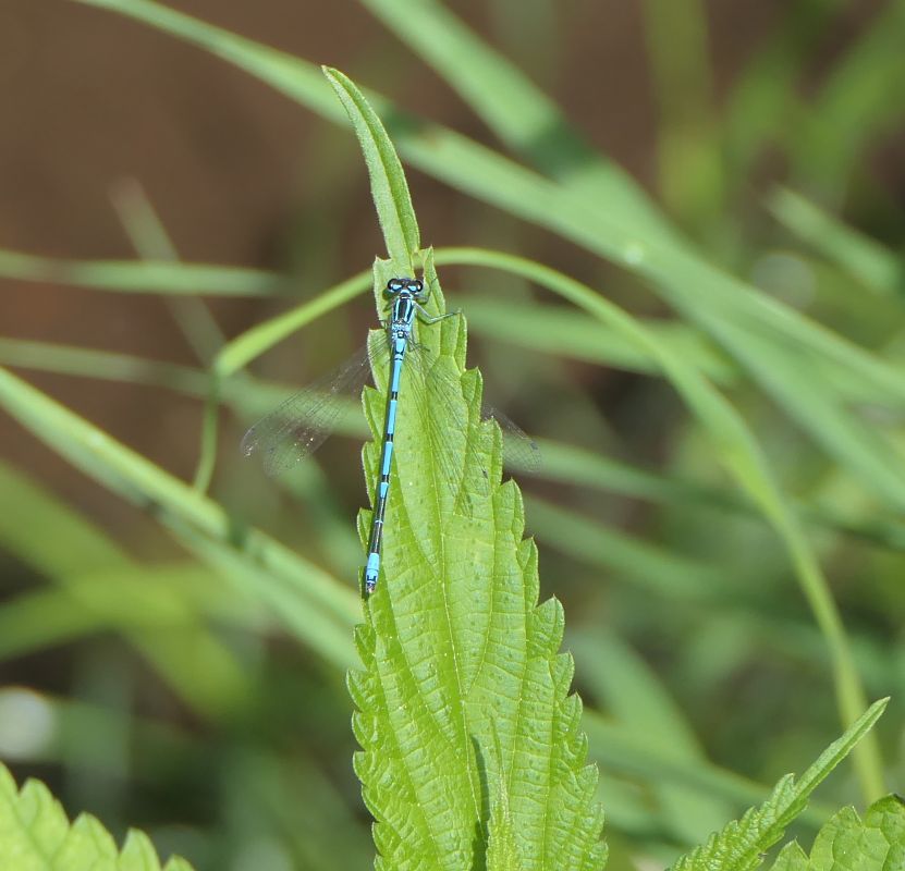 Coenagrion puella  - Fabio Angeli