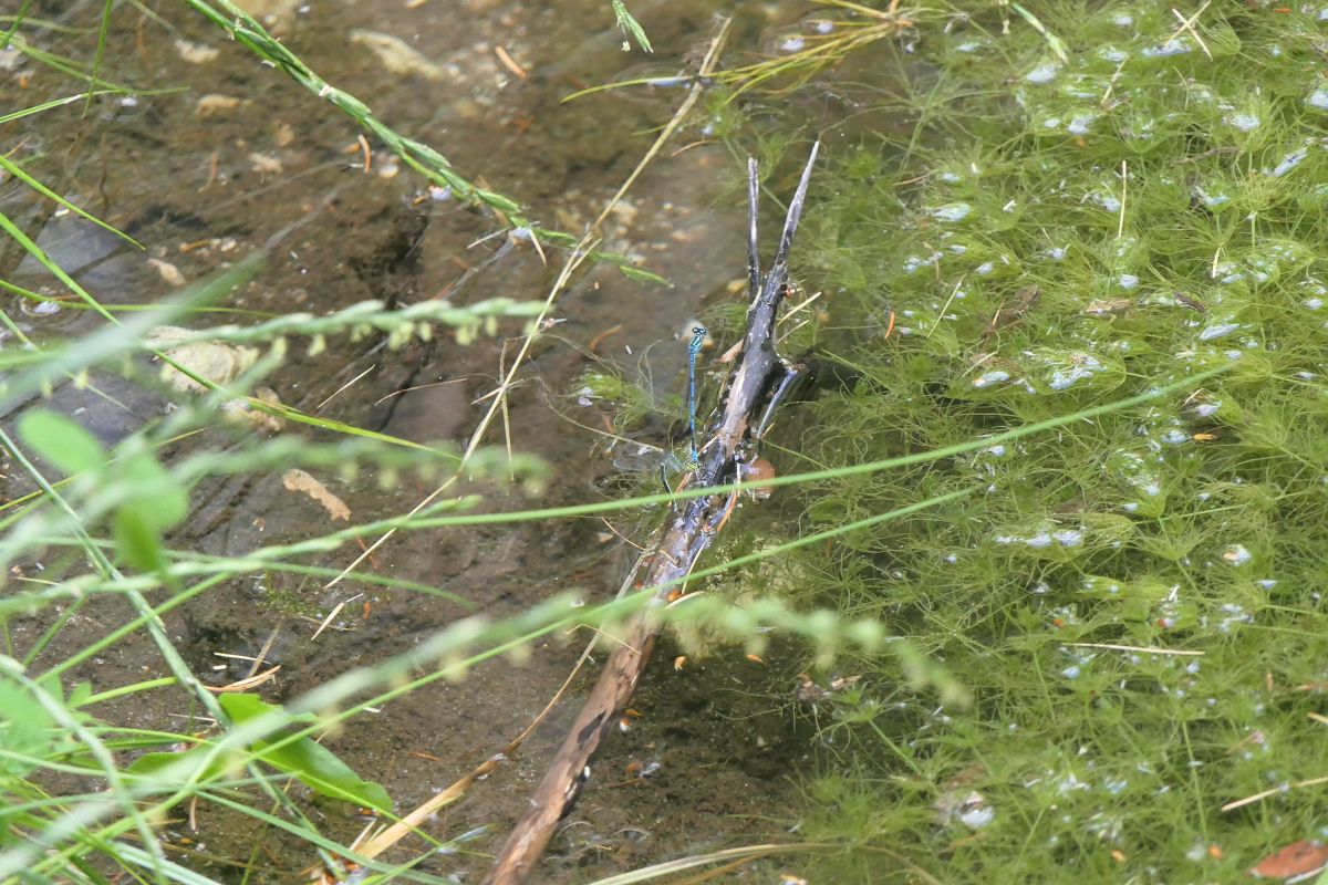 Coenagrion puella  - Fabio Angeli