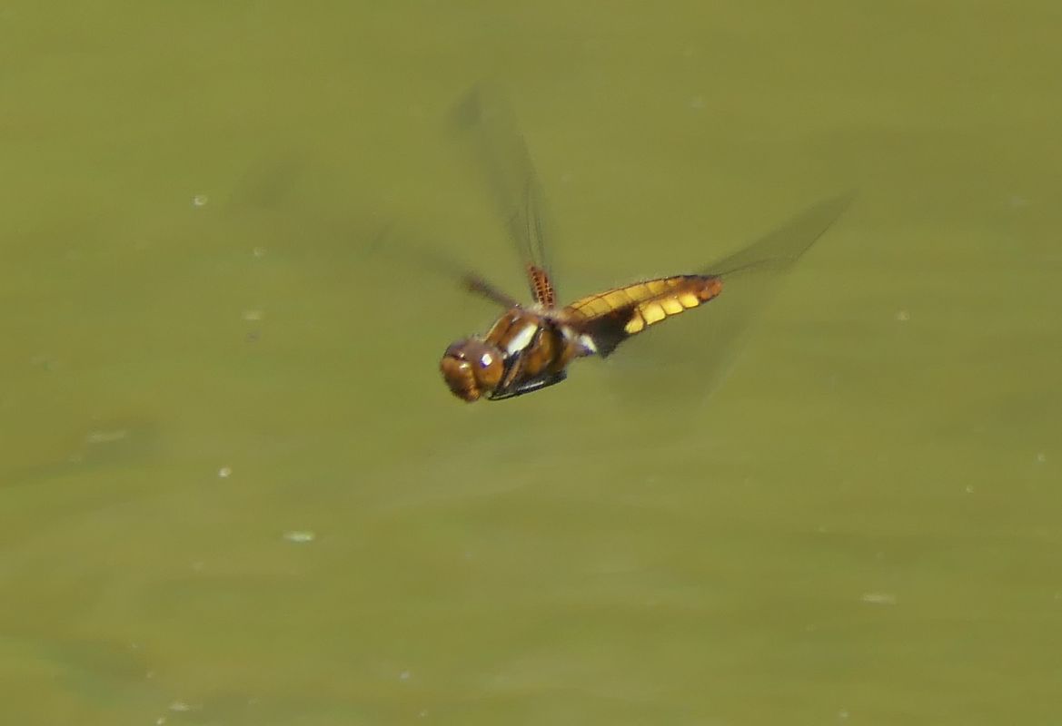 Libellula depressa  - Fabio Angeli