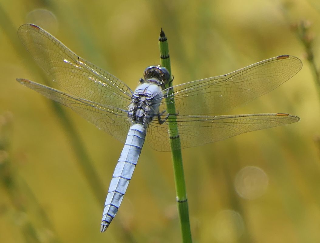 Orthetrum brunneum  - Fabio Angeli