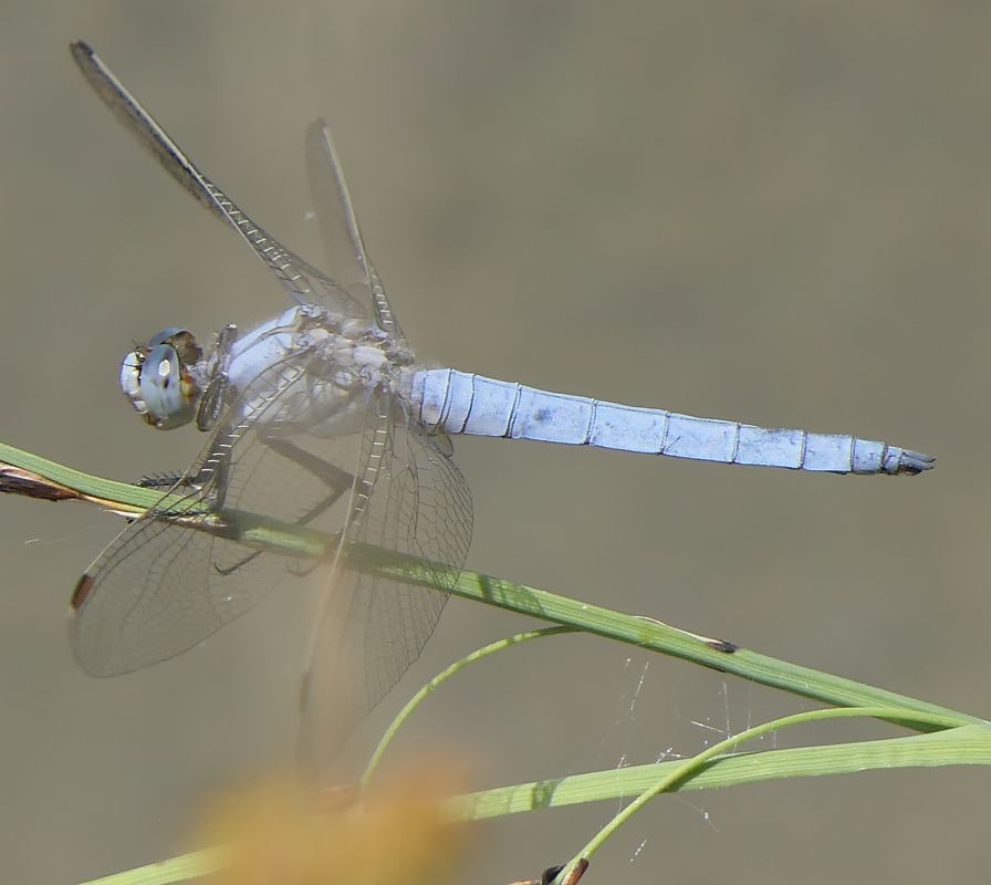Orthetrum brunneum  - Fabio Angeli