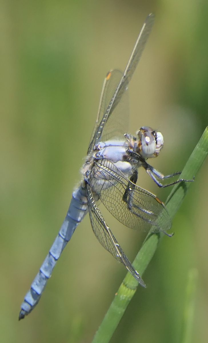Orthetrum brunneum  - Fabio Angeli