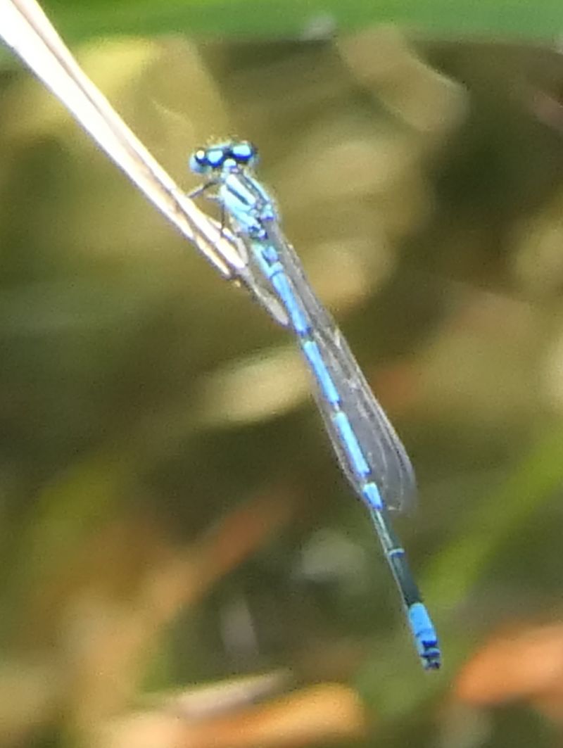 Coenagrion puella  - Fabio Angeli