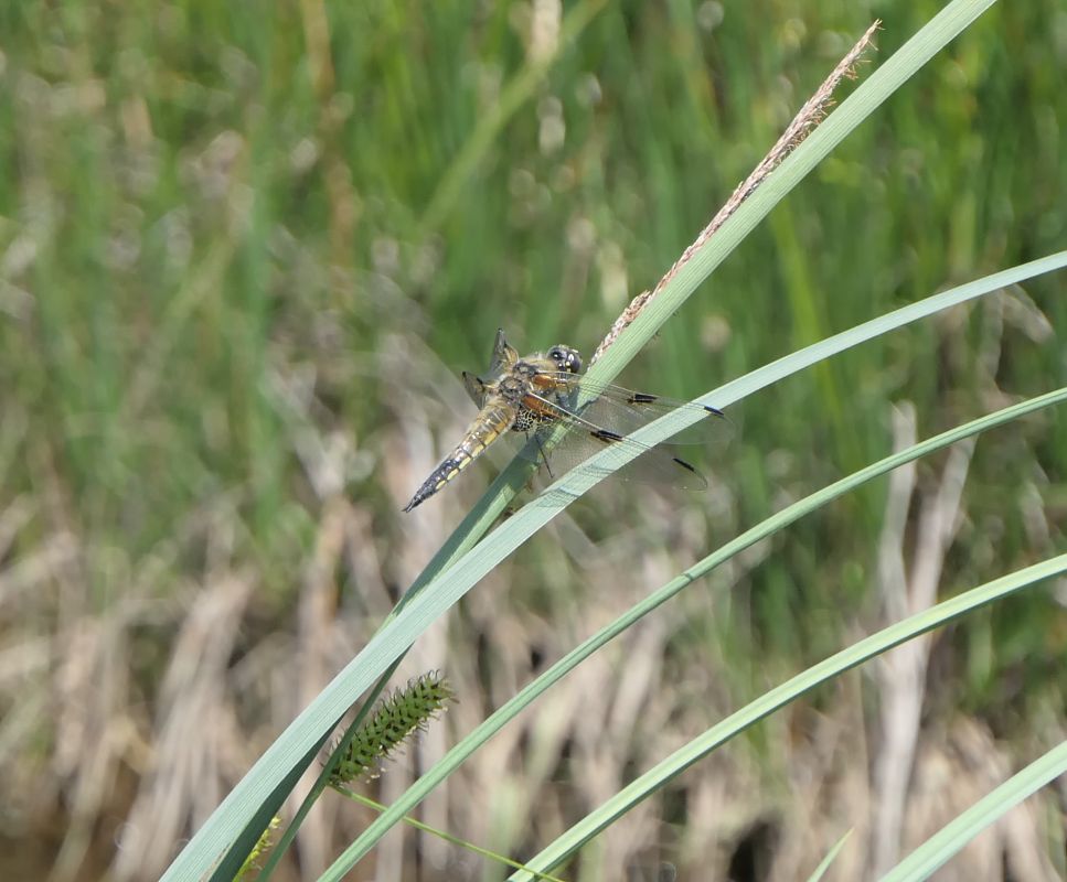 Libellula quadrimaculata  - Fabio Angeli