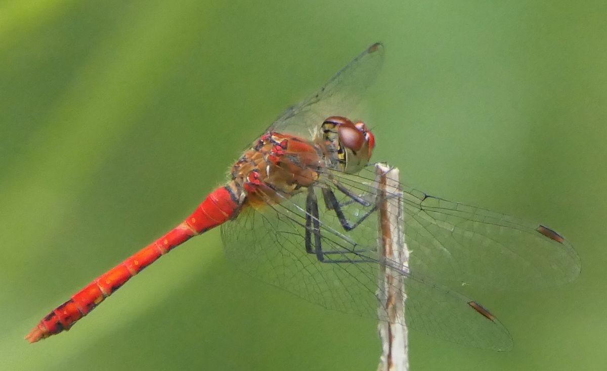 Sympetrum sanguineum  - Fabio Angeli