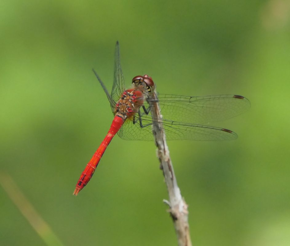 Sympetrum sanguineum  - Fabio Angeli