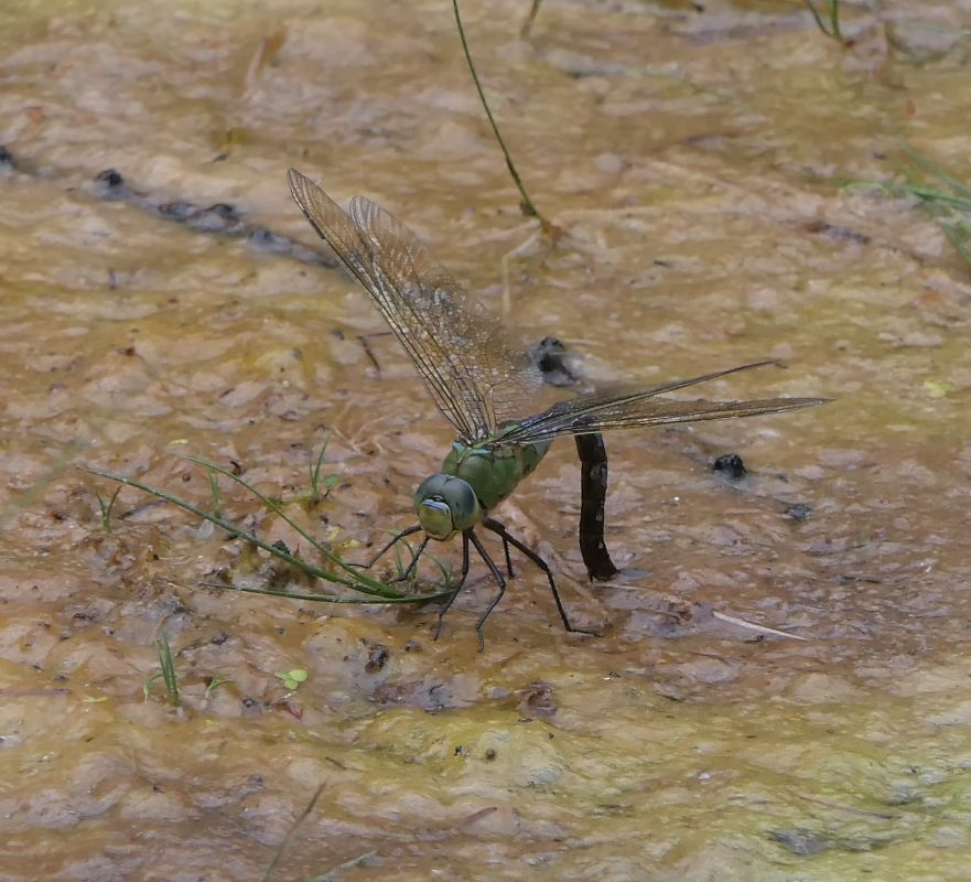 Anax imperator  - Fabio Angeli