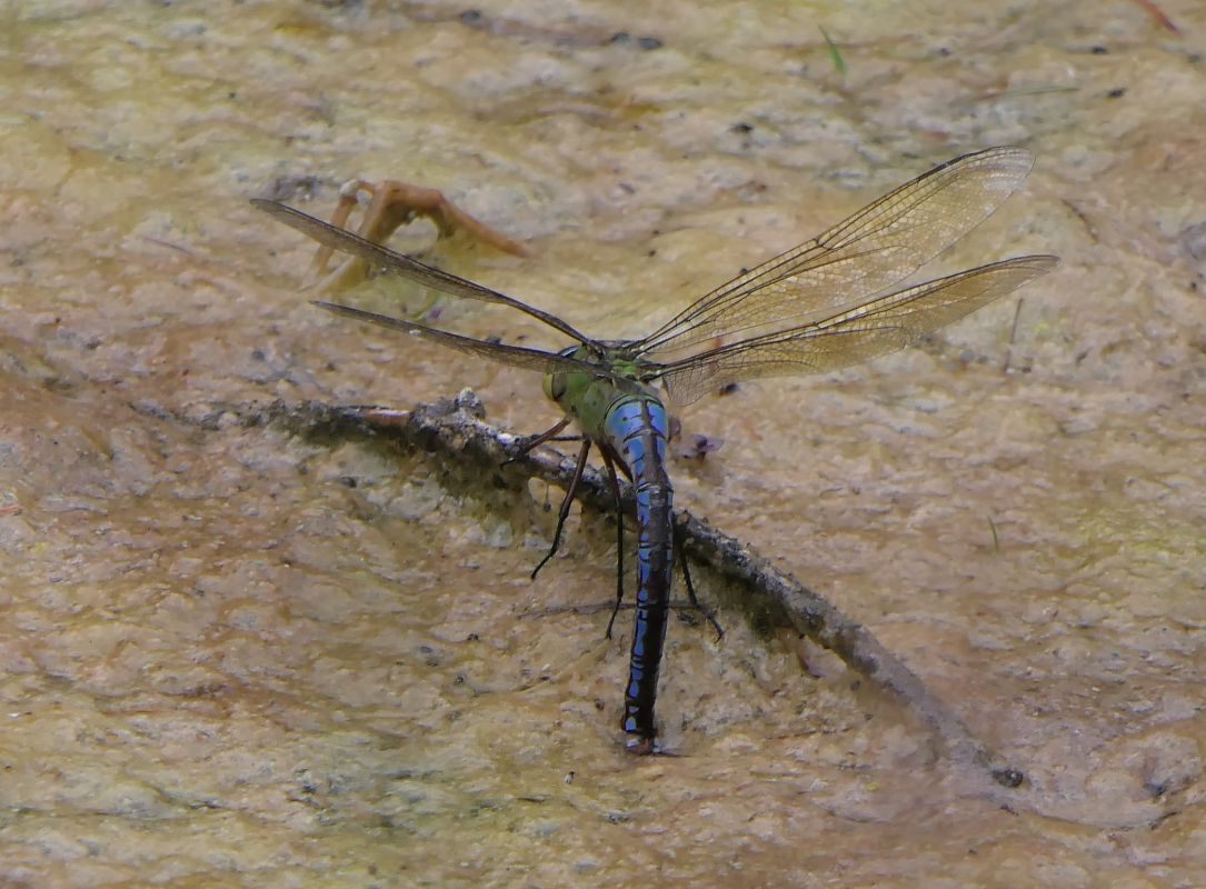 Anax imperator  - Fabio Angeli