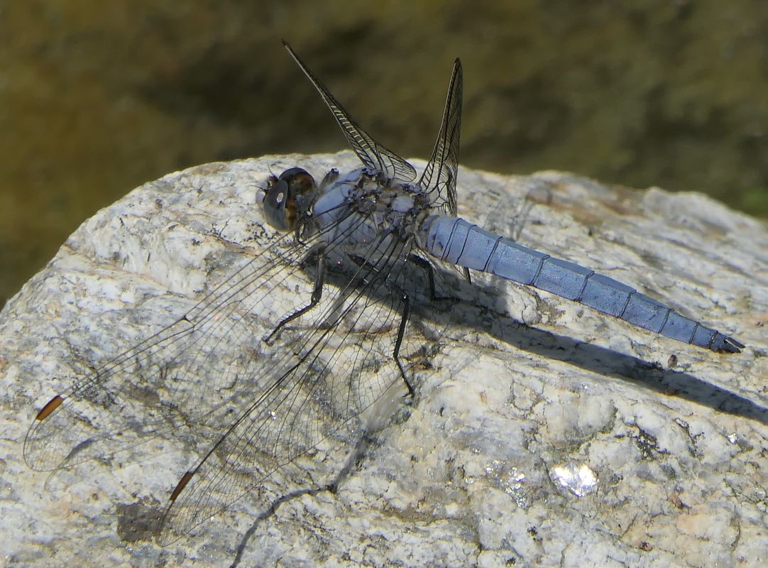 Orthetrum brunneum  - Fabio Angeli
