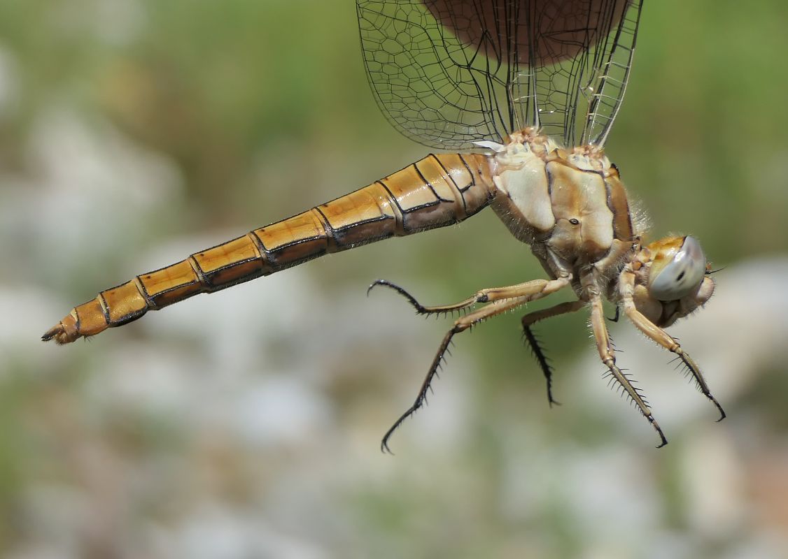 Orthetrum brunneum  - Fabio Angeli