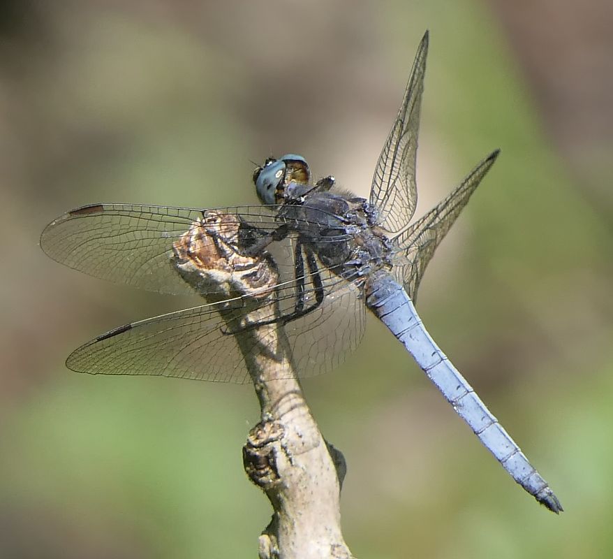 Orthetrum coerulescens  - Fabio Angeli