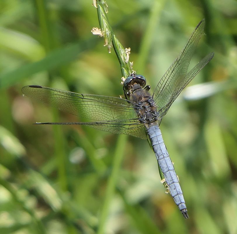 Orthetrum coerulescens  - Fabio Angeli