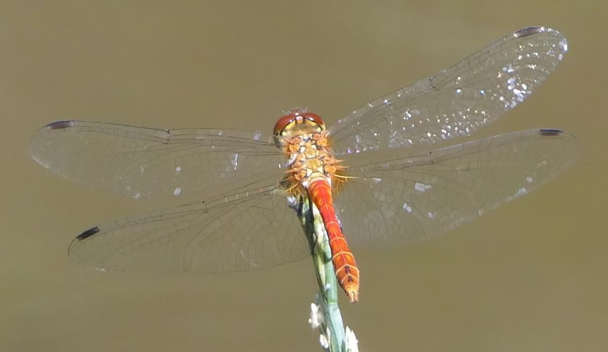 Sympetrum sanguineum  - Fabio Angeli