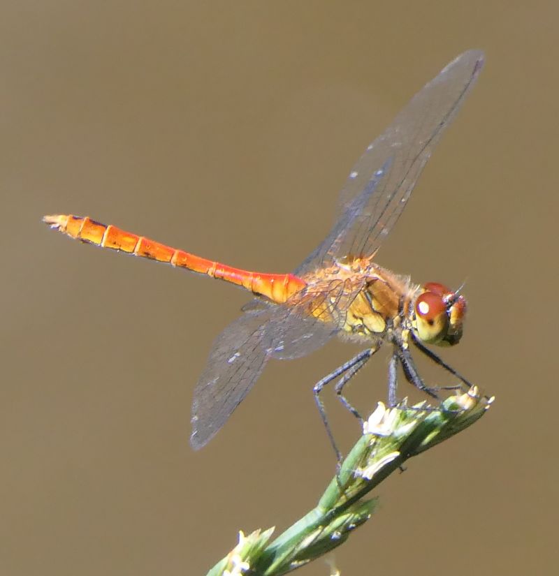 Sympetrum sanguineum  - Fabio Angeli