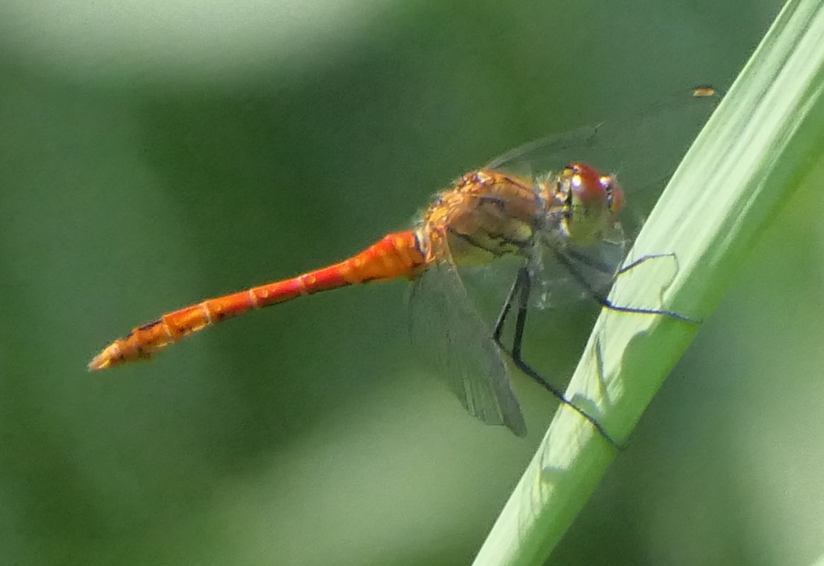 Sympetrum sanguineum  - Fabio Angeli
