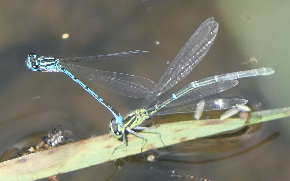 Coenagrion puella  - Fabio Angeli