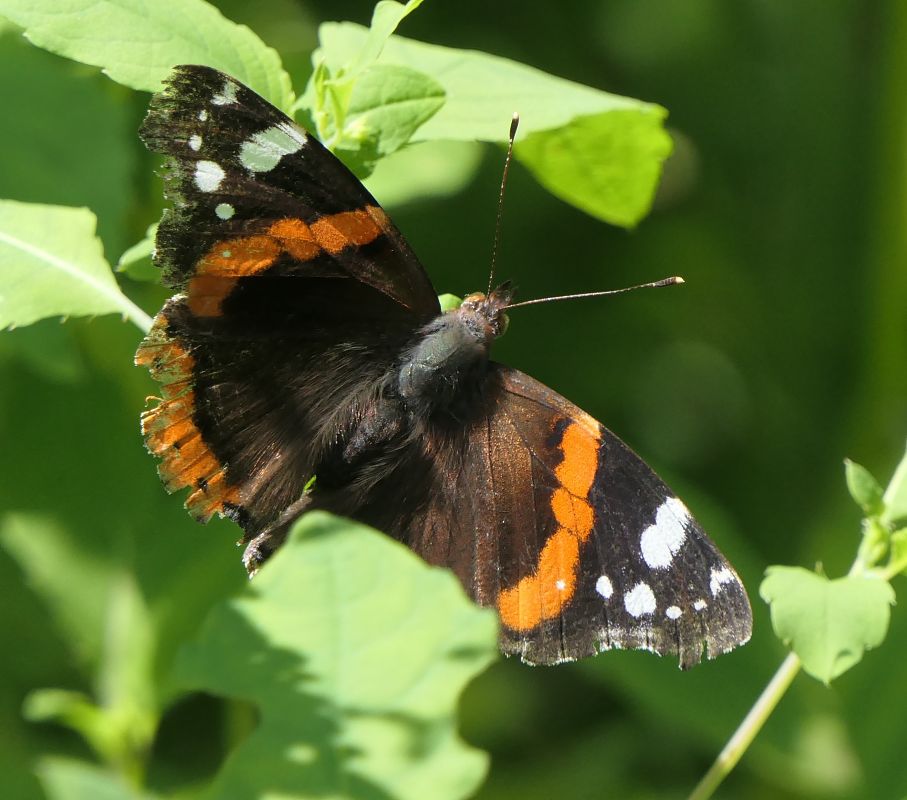 Vanessa atalanta  - Fabio Angeli