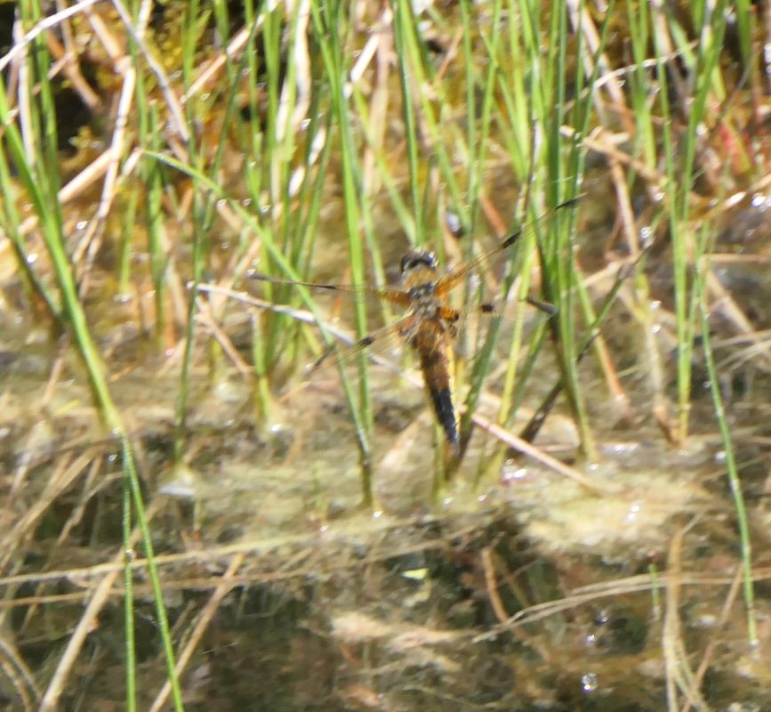 Libellula quadrimaculata  - Fabio Angeli