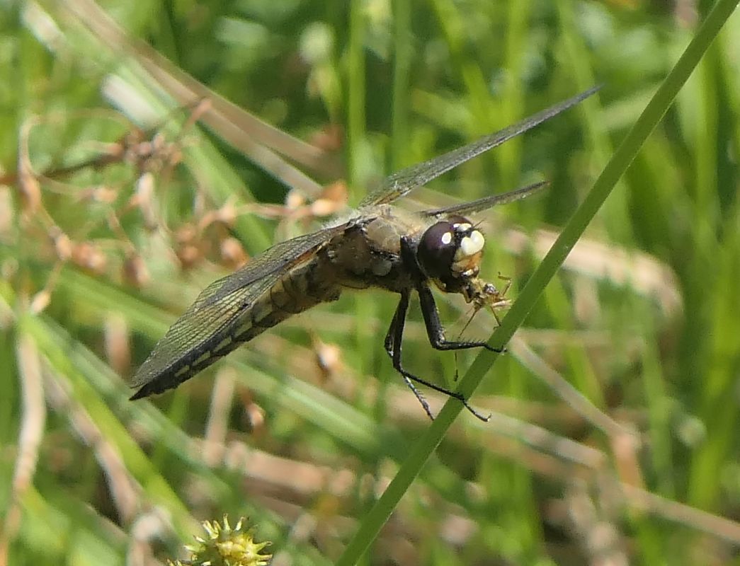 Libellula quadrimaculata  - Fabio Angeli
