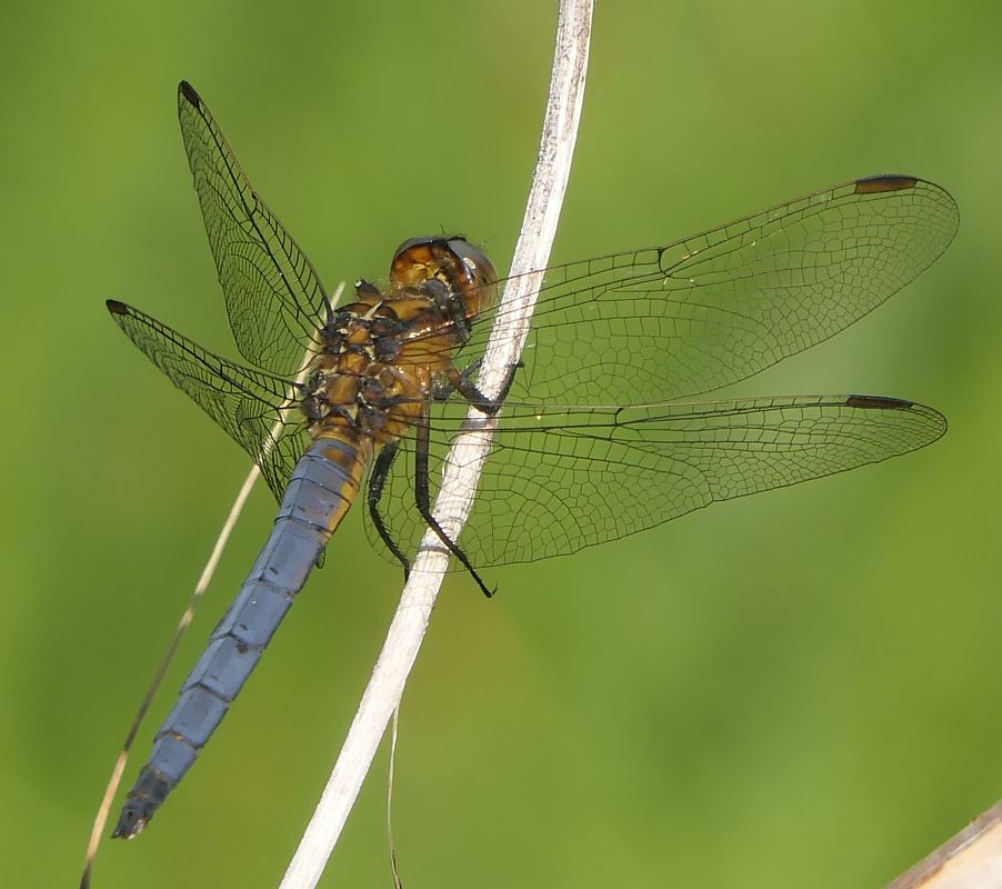 Orthetrum coerulescens  - Fabio Angeli