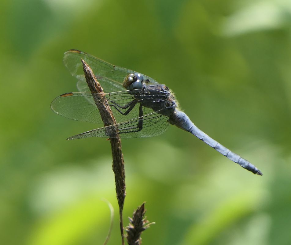 Orthetrum coerulescens  - Fabio Angeli