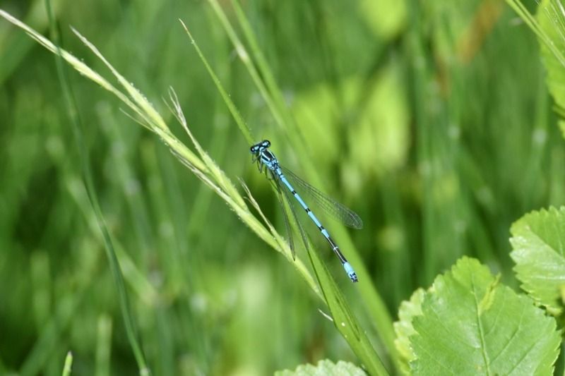 Coenagrion puella  - Giovanni Fontanesi