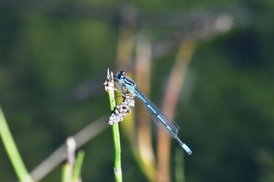 Coenagrion puella  - Giovanni Fontanesi