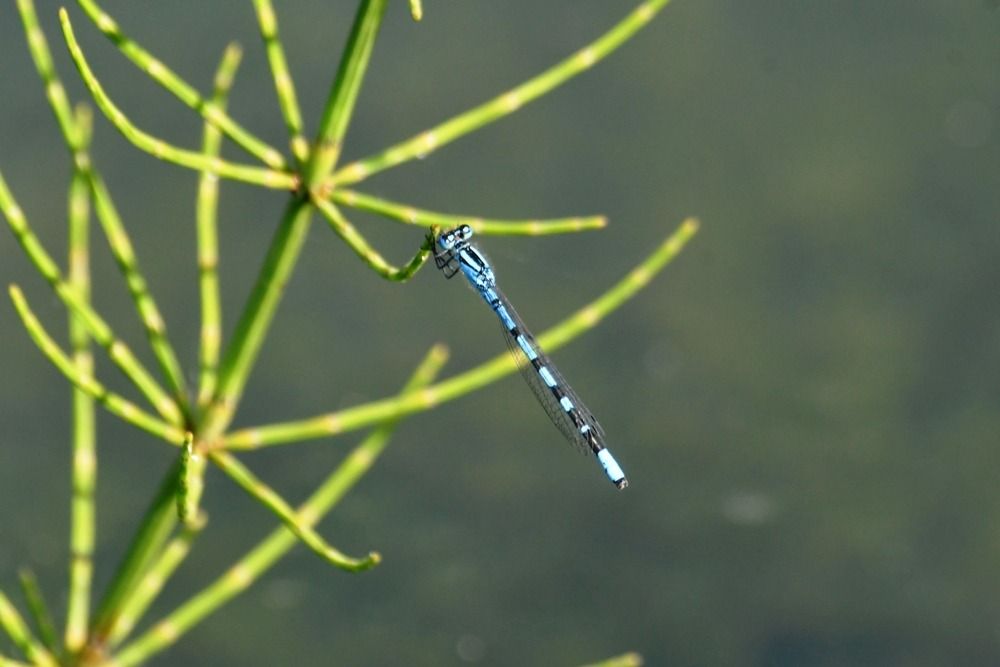 Enallagma cyathigerum  - Giovanni Fontanesi