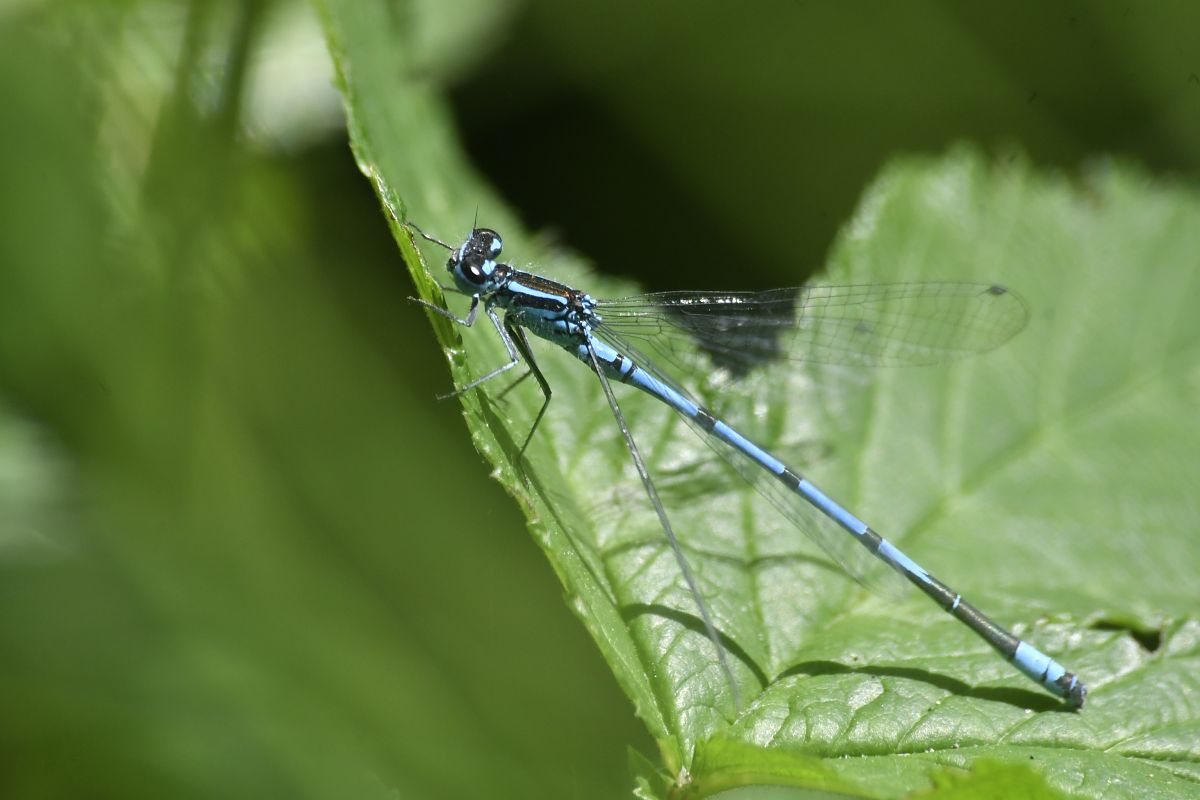 Coenagrion puella  - Giovanni Fontanesi