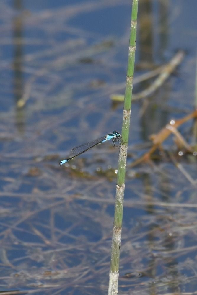 Ischnura elegans  - Giovanni Fontanesi
