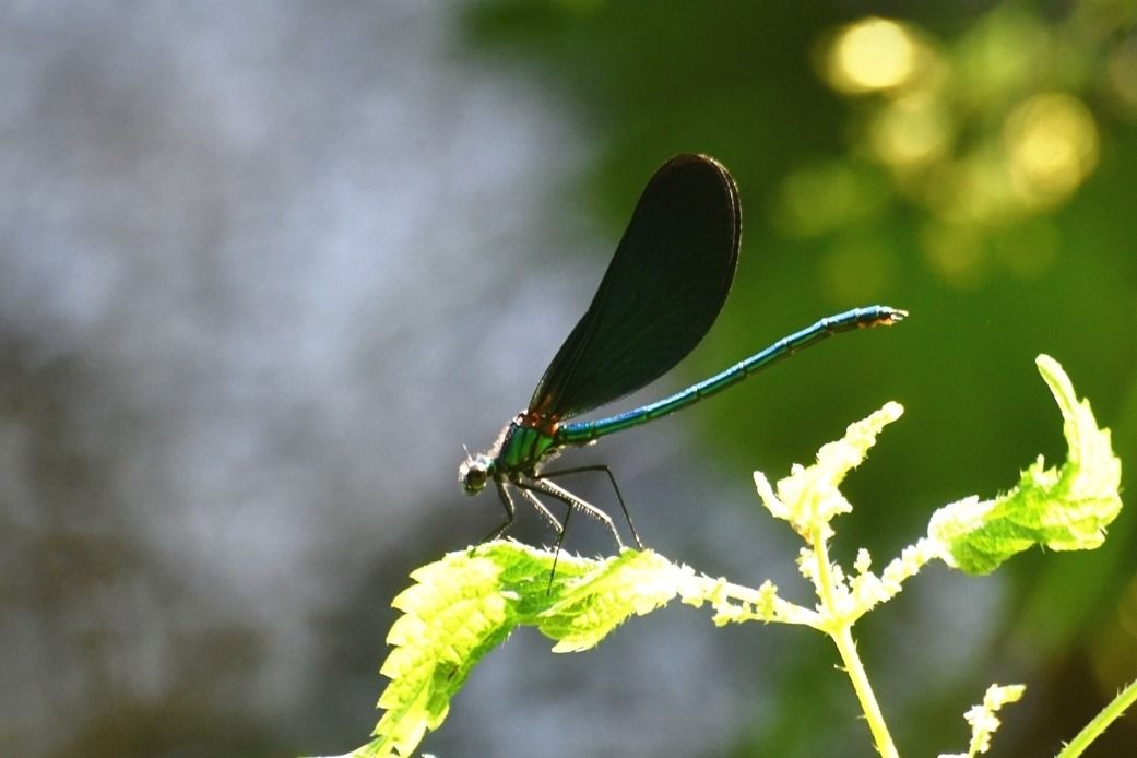 Calopteryx virgo  - Giovanni Fontanesi